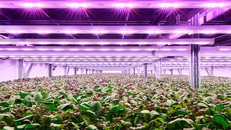 PlanetFarms-2card.jpg